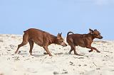PINSCHER NAIN 058
